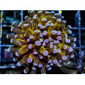 Euphyllia cristata Gold torch 