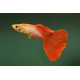 Guppy macho rojo platinum