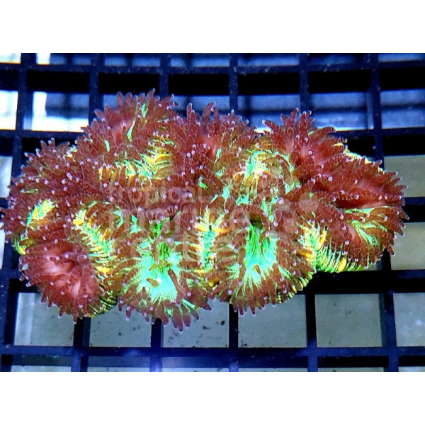 Trachyphyllia Barin Red