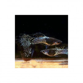 guppy macho cobra black platinum moon