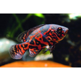 Oscar Atigrado vermell Astronotus ocellatus