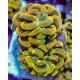 Euphyllia paraancora yellow gold