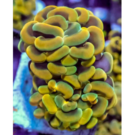 Euphyllia paraancora yellow gold CITES: 21NL298979/11