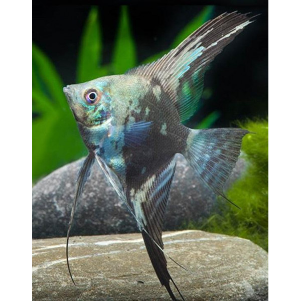 Escalar blue avatar M pterophyllum scalare