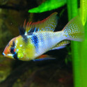 RAMIREZI AZUL XXL MICROGEOPHAGUS RAMIREZI