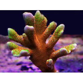 Montipora forest fire esqueje CITES: 22NL311204/11(DJM)