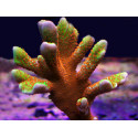 Montipora forest fire esqueje 