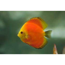 Discus deluxe Marlboro Yellow L