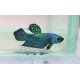 Betta Plakat Alien Green Macho L