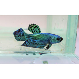 Betta Plakat Alien Green Macho L