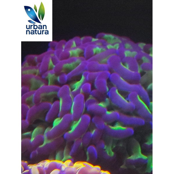 Euphyllia ancora two tones XL