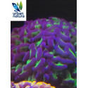 Euphyllia ancora two tones XL 