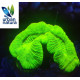 Trachyphyllia Apple Ultra M