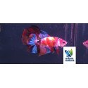 betta macho plakat nemo koi galaxia thai