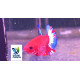 BETTA MACHO PLAKAT HELLBOY blue tail Thai