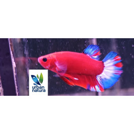 BETTA MACHO PLAKAT HELLBOY blue tail Thai