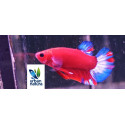 BETTA MACHO PLAKAT HELLBOY blue tail Thai