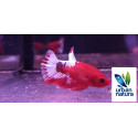 BETTA MACHO PLAKAT HELLBOY platinum Thai