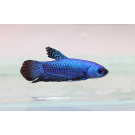 Betta Plakat Alien Blue Macho L thai