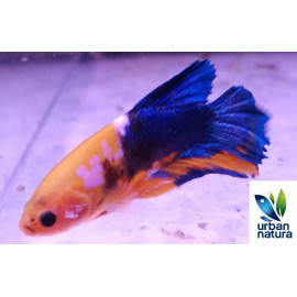 Betta macho plakat gold blue carbon thai