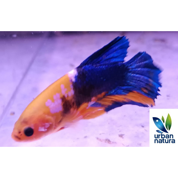 Betta macho plakat gold blue carbon thai