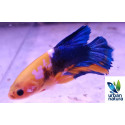 Betta macho plakat gold blue carbon thai