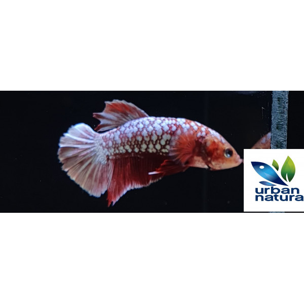 Betta Macho plakat snake skin platinum red thai