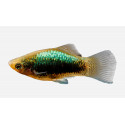 Platy negro metalico Xipohphorus macculatus