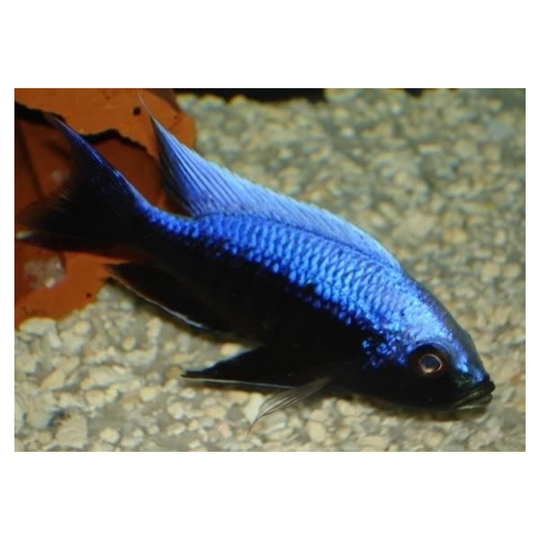 copadichromis mloto ivory Juvenil L