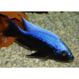 copadichromis mloto ivory Juvenil L