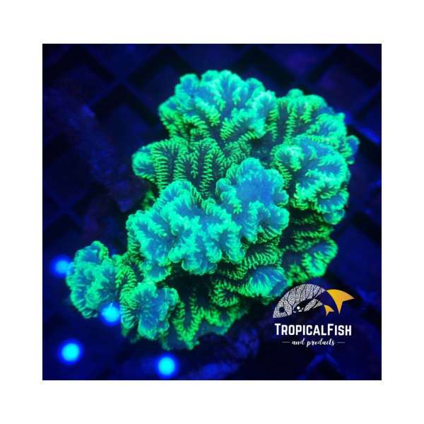 Merulina Indo Fluor M