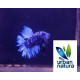 betta macho plakat blue black carbon thai