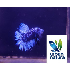 betta macho plakat blue black carbon thai