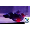 Betta macho plakat koi dark THAI