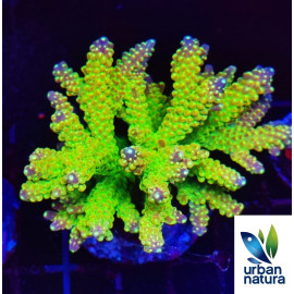 Acropora Premium Indonesia Yellow Green 2 CITES: Es-mt-50380/23i