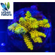 Acropora Premium Indonesia Yellow Green 2