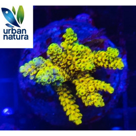 Acropora Premium Indonesia Golden 2 CITES: Es-mt-50380/23i