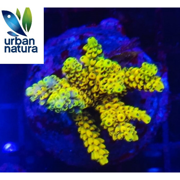 Acropora Premium Indonesia Yellow Green 2