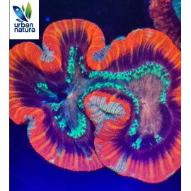 Trachyphyllia red rim L CITES: 22es0028013c407609