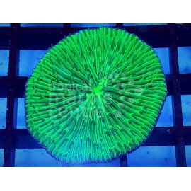 Fungia Green ultra L CITES: 23PTLX01565I