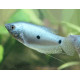 GOURAMI PERLA 4-5CM TRICHOGASTER LERI