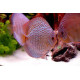 Discus Deluxe Snake skin M