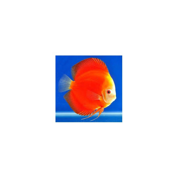 Discus Marlboro Red 8-9cm