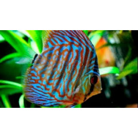 Discus deluxe Turquesa perla JUMBO