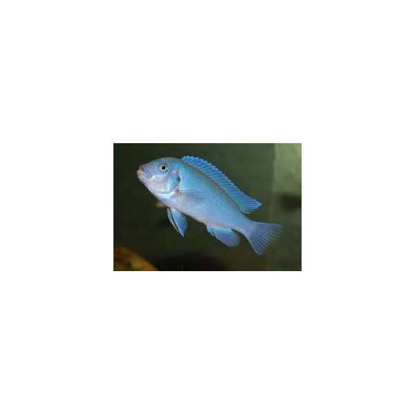 PSEUDOTROPHEUS ZEBRA BLUE