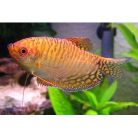 GOURAMI OR Trichogaster trichopterus XL