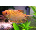 GOURAMI OR Trichogaster trichopterus XL