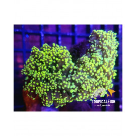 EUPHYLLIA PARADIVISA TWO TONE ULTRA CITES: es-mt-50380/23i