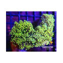 EUPHYLLIA PARADIVISA TWO TONE ULTRA 