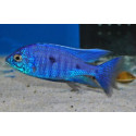 Copadichromis azureus XL